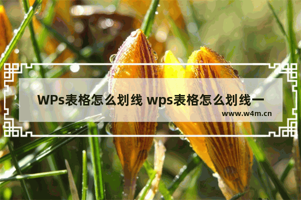 WPs表格怎么划线 wps表格怎么划线一分为二