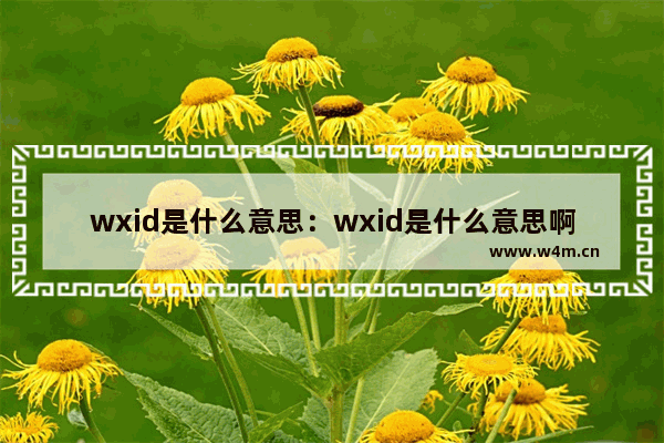 wxid是什么意思：wxid是什么意思啊