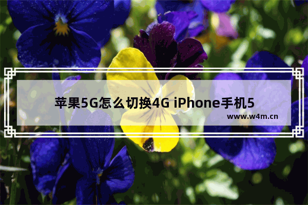 苹果5G怎么切换4G iPhone手机5G切换4G方法