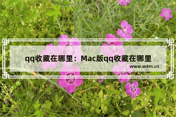 qq收藏在哪里：Mac版qq收藏在哪里