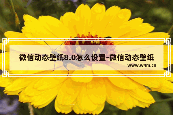 微信动态壁纸8.0怎么设置-微信动态壁纸8.0怎么设置视频