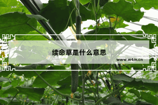 续命草是什么意思