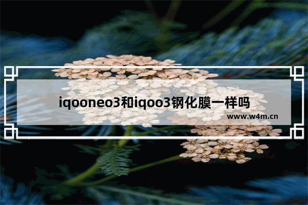 iqooneo3和iqoo3钢化膜一样吗