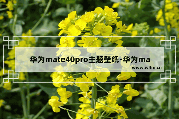 华为mate40pro主题壁纸-华为mate40pro主题壁纸怎么下载