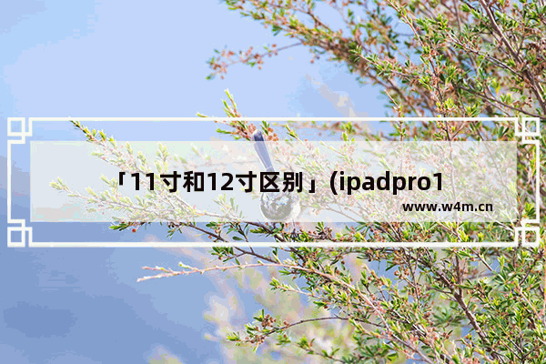 「11寸和12寸区别」(ipadpro11寸和12寸区别)