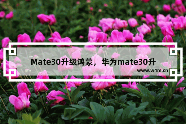 Mate30升级鸿蒙，华为mate30升级鸿蒙系统缺点