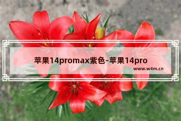 苹果14promax紫色-苹果14promax紫色原生壁纸