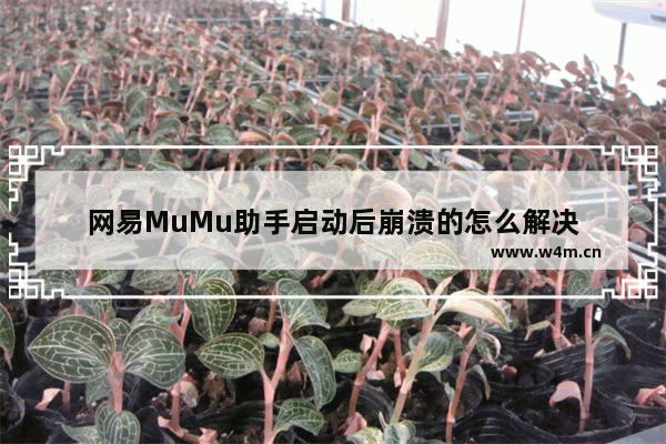 网易MuMu助手启动后崩溃的怎么解决