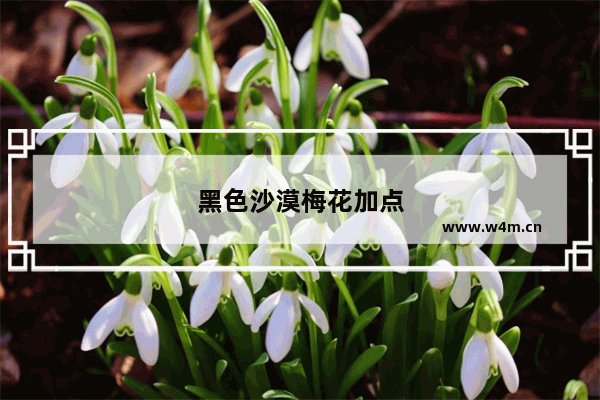 黑色沙漠梅花加点