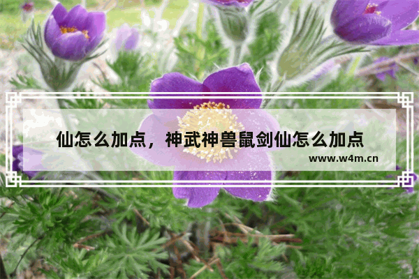 仙怎么加点，神武神兽鼠剑仙怎么加点