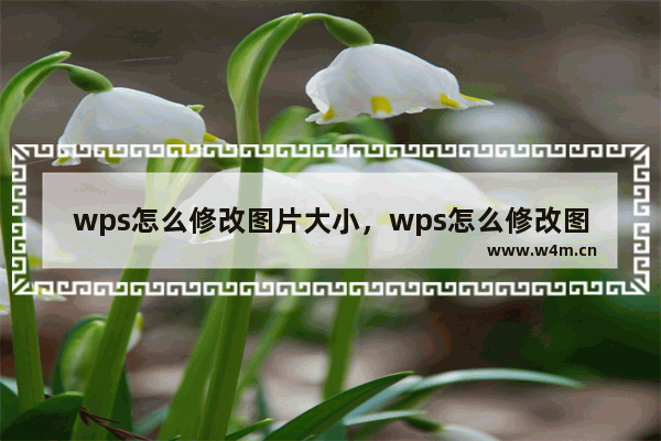 wps怎么修改图片大小，wps怎么修改图片大小kb