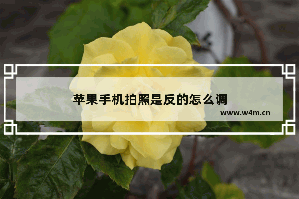 苹果手机拍照是反的怎么调