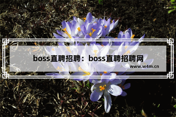 boss直聘招聘：boss直聘招聘网