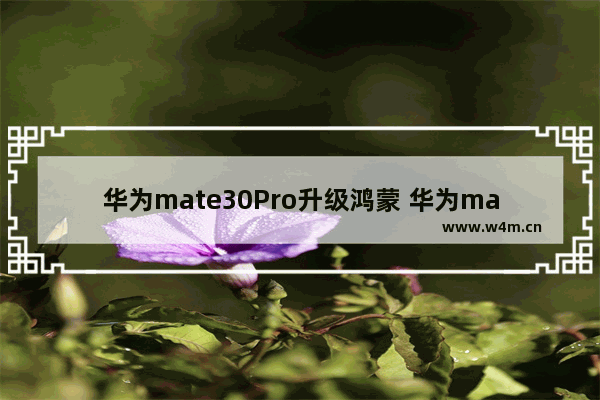 华为mate30Pro升级鸿蒙 华为mate30Pro升级鸿蒙系统文件