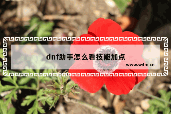 dnf助手怎么看技能加点