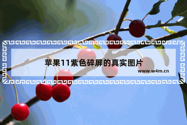 苹果11紫色碎屏的真实图片