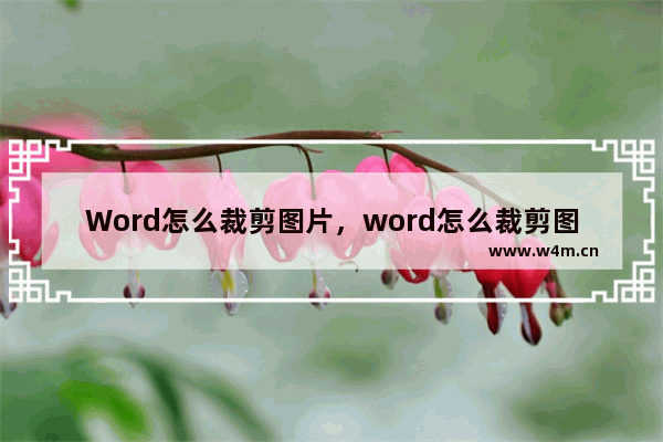 Word怎么裁剪图片，word怎么裁剪图片大小