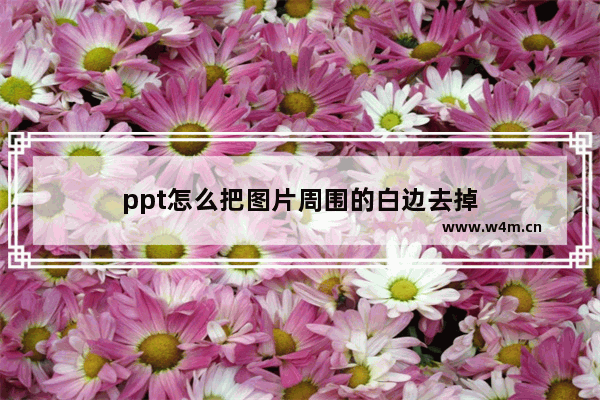 ppt怎么把图片周围的白边去掉