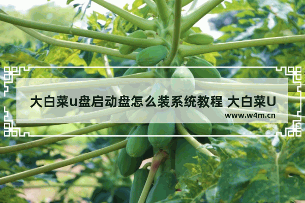 大白菜u盘启动盘怎么装系统教程 大白菜U盘装系统教程