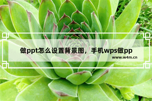 做ppt怎么设置背景图，手机wps做ppt怎么设置背景图片