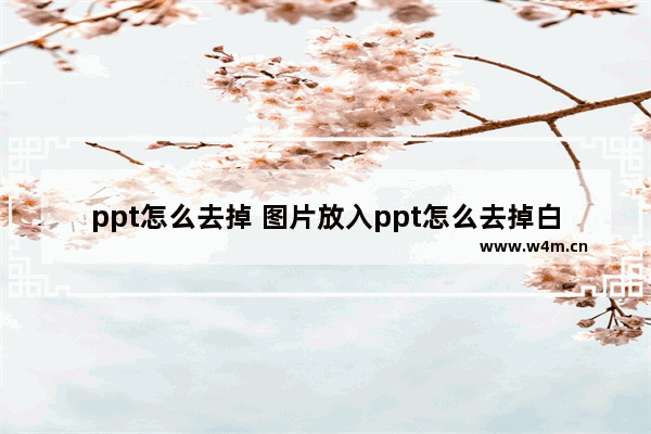 ppt怎么去掉 图片放入ppt怎么去掉白色底板