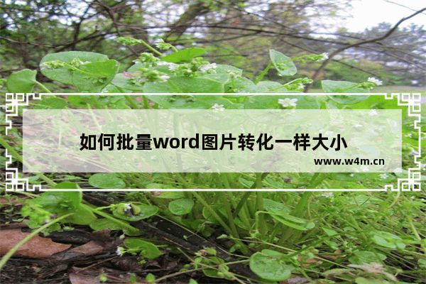 如何批量word图片转化一样大小