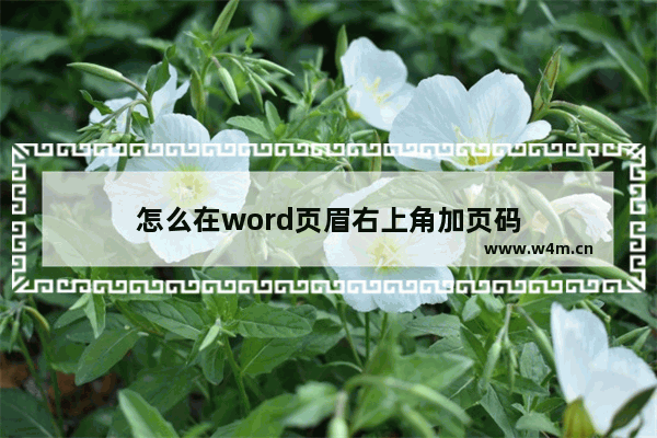 怎么在word页眉右上角加页码