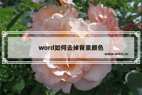 word如何去掉背景颜色