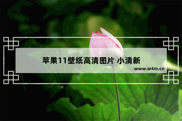 苹果11壁纸高清图片 小清新