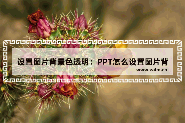 设置图片背景色透明：PPT怎么设置图片背景色透明