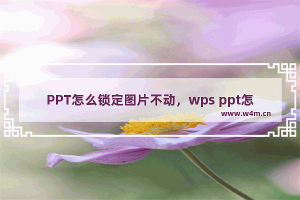 PPT怎么锁定图片不动，wps ppt怎么锁定图片不动