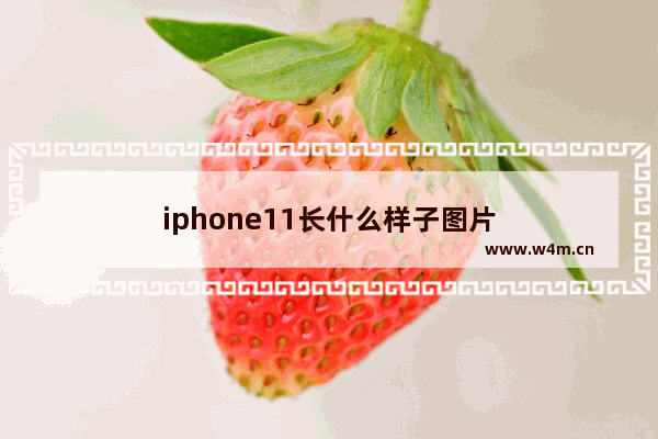 iphone11长什么样子图片