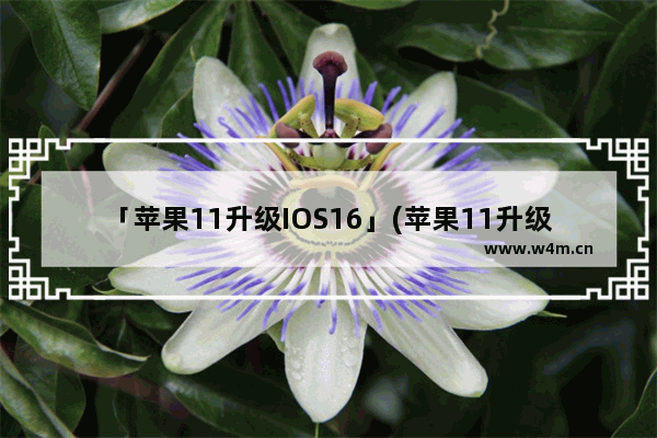 「苹果11升级IOS16」(苹果11升级ios16怎么样)