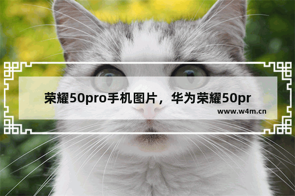 荣耀50pro手机图片，华为荣耀50pro手机图片