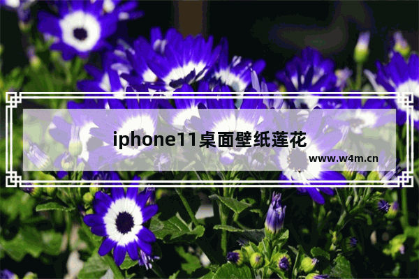 iphone11桌面壁纸莲花