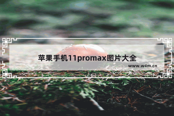 苹果手机11promax图片大全