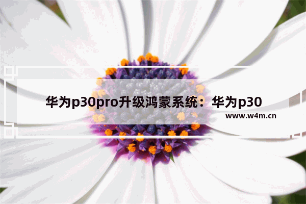 华为p30pro升级鸿蒙系统：华为p30Pro升级鸿蒙系统好用吗