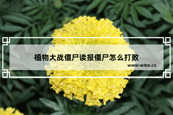 植物大战僵尸读报僵尸怎么打败