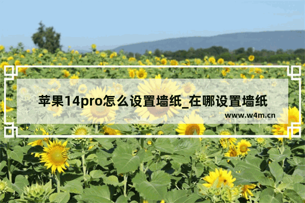 苹果14pro怎么设置墙纸_在哪设置墙纸