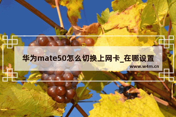 华为mate50怎么切换上网卡_在哪设置上网卡