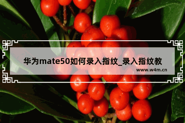 华为mate50如何录入指纹_录入指纹教程