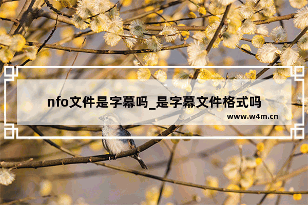 nfo文件是字幕吗_是字幕文件格式吗