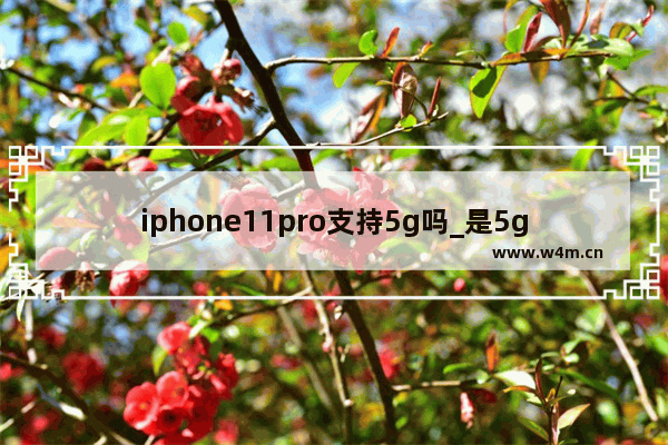 iphone11pro支持5g吗_是5g吗