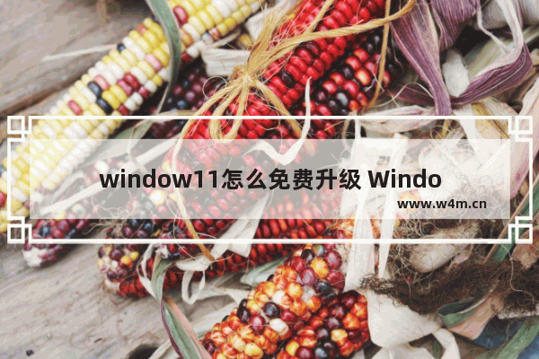 window11怎么免费升级 Windows 11 Insider Preview 版本如何下载