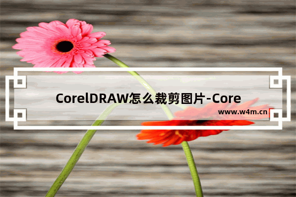 CorelDRAW怎么裁剪图片-CorelDRAW裁剪图片的方法