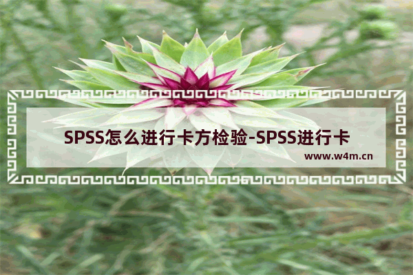 SPSS怎么进行卡方检验-SPSS进行卡方检验的方法教程