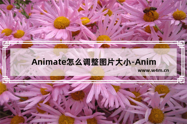 Animate怎么调整图片大小-Animate调整图片大小的方法教程