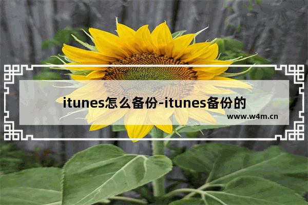 itunes怎么备份-itunes备份的方法教程