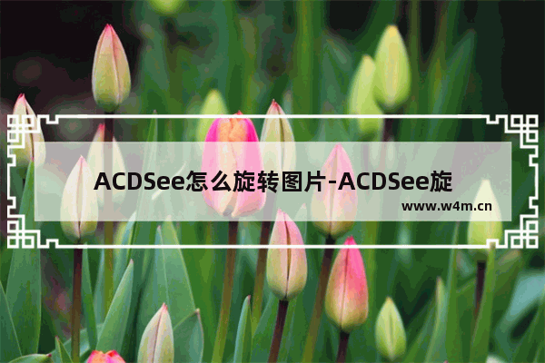 ACDSee怎么旋转图片-ACDSee旋转图片的方法教程