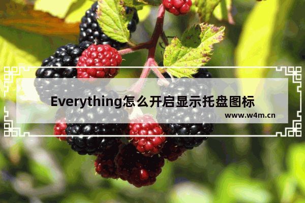 Everything怎么开启显示托盘图标-everything开启显示托盘图标方法教程